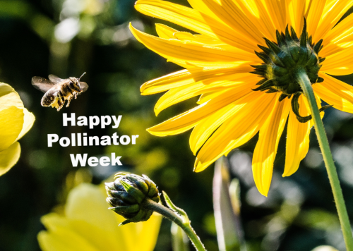 Happy Pollinator Week | Jax Examiner