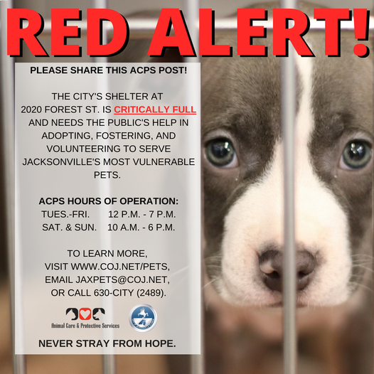 Animal Care and Protective Services is at critical capacity Jax Examiner