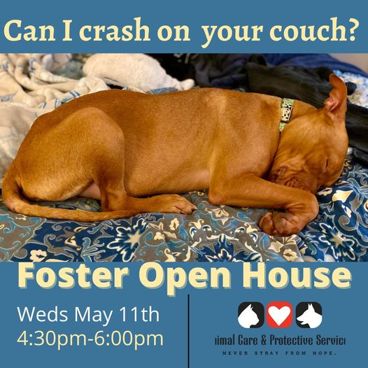 Animal Care and Protective Services foster open house Jax Examiner