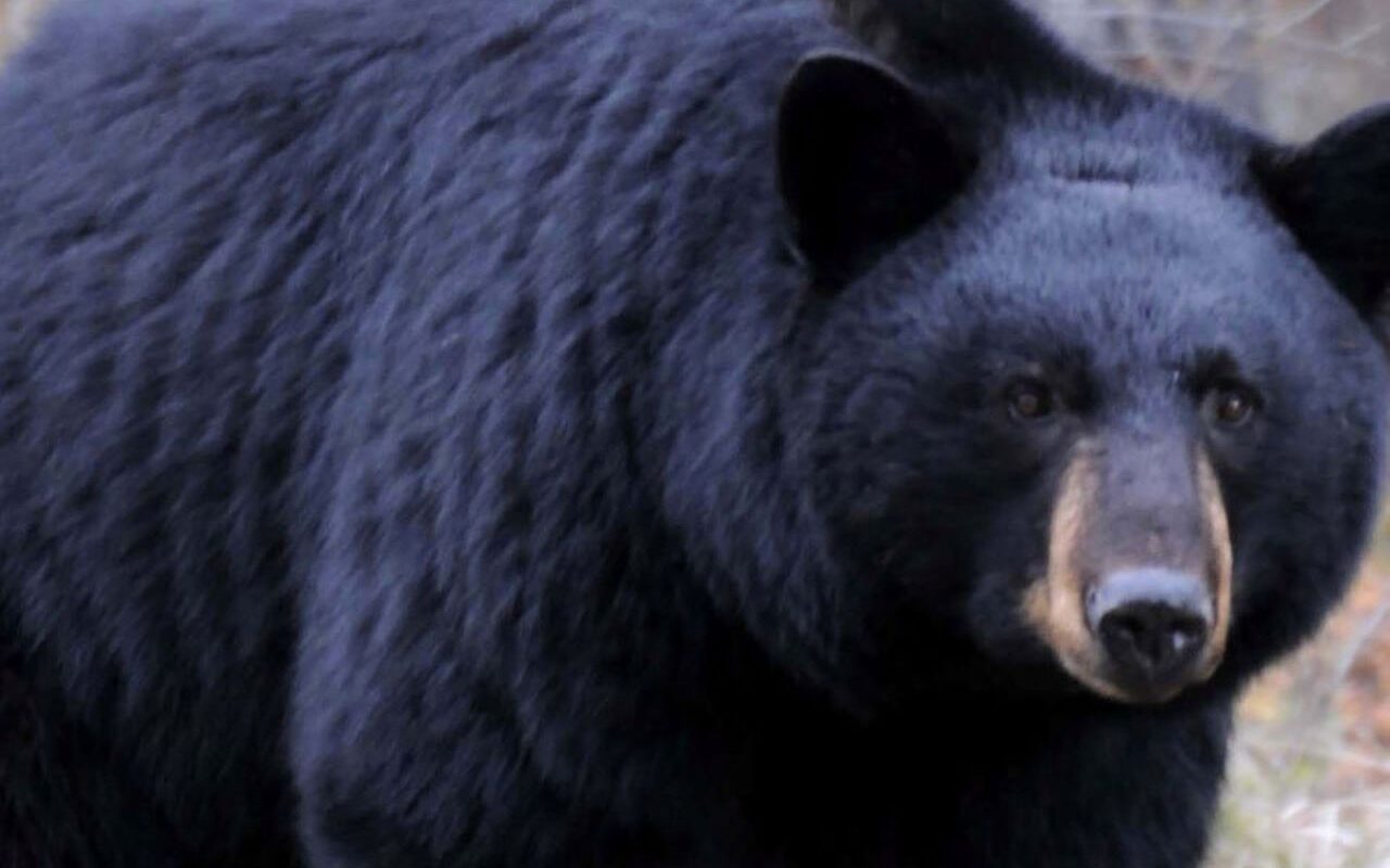Black bear shot and killed at Jacksonville Zoo Jax Examiner