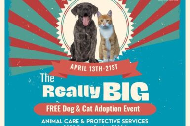 Free Feline Adoption Event - Southside PetSmart - Jacksonville Humane  Society